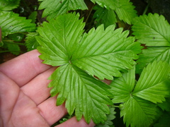 Fragaria vesca