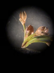 Juncus gymnocarpus