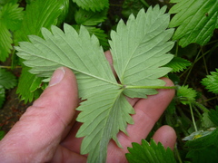 Fragaria vesca