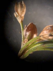 Juncus gymnocarpus