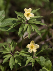 Anemonoides uralensis