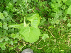 Reynoutria sachalinensis