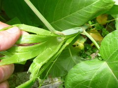 Reynoutria sachalinensis