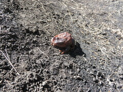 San Vicente Robber Frog photo 2