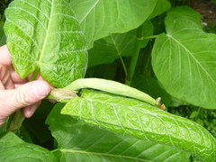 Reynoutria sachalinensis