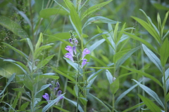 Scutellaria integrifolia