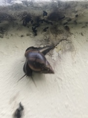 Lissachatina fulica