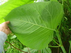 Reynoutria sachalinensis