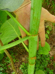 Reynoutria sachalinensis