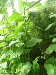 Reynoutria sachalinensis