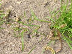 Lasius