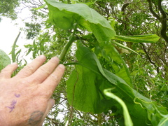 Reynoutria sachalinensis