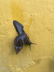 Lissachatina fulica