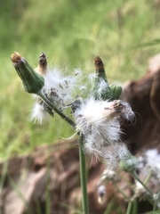 Sonchus oleraceus