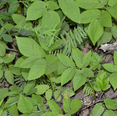 Aegopodium podagraria