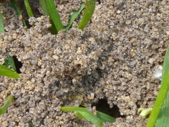 Lasius