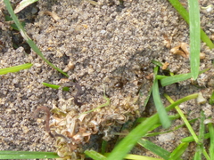 Lasius