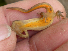 Lissotriton vulgaris