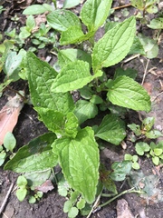 Conoclinium coelestinum