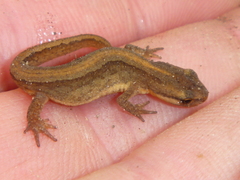 Lissotriton vulgaris