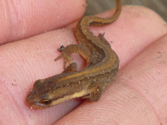 Lissotriton vulgaris