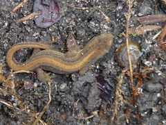 Lissotriton vulgaris