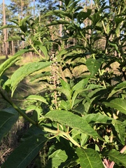 Phytolacca americana rigida
