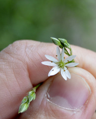 Stellaria graminea