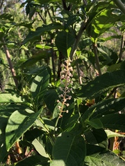 Phytolacca americana rigida