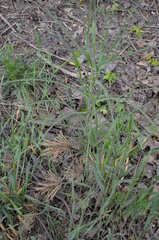 Tragopogon pratensis
