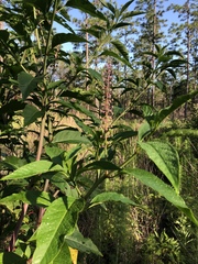 Phytolacca americana rigida