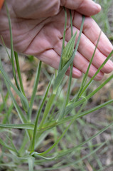 Tragopogon pratensis
