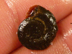 Planorbis carinatus