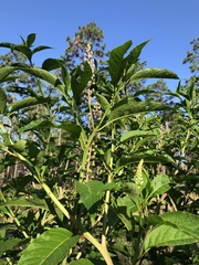 Phytolacca americana rigida