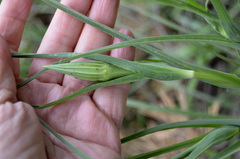 Tragopogon pratensis