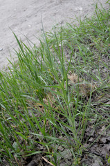 Tragopogon pratensis