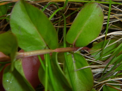 Magnoliopsida
