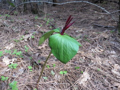 Trillium angustipetalum