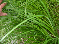 Carex