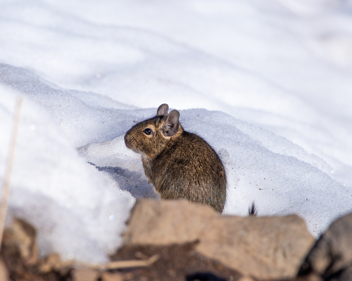 デグー