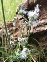 Sonchus oleraceus