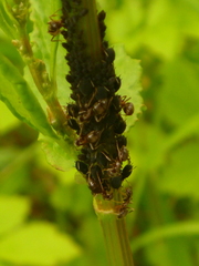 Lasius