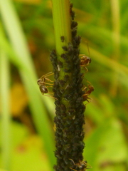 Aphididae