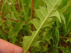Cichorieae