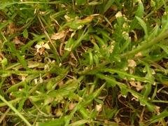 Capsella bursa-pastoris