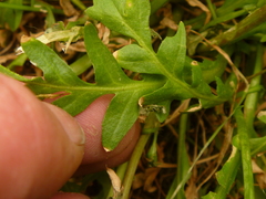 Capsella bursa-pastoris