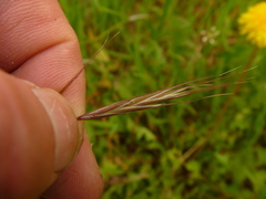 Bromus sterilis
