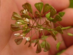 Capsella bursa-pastoris