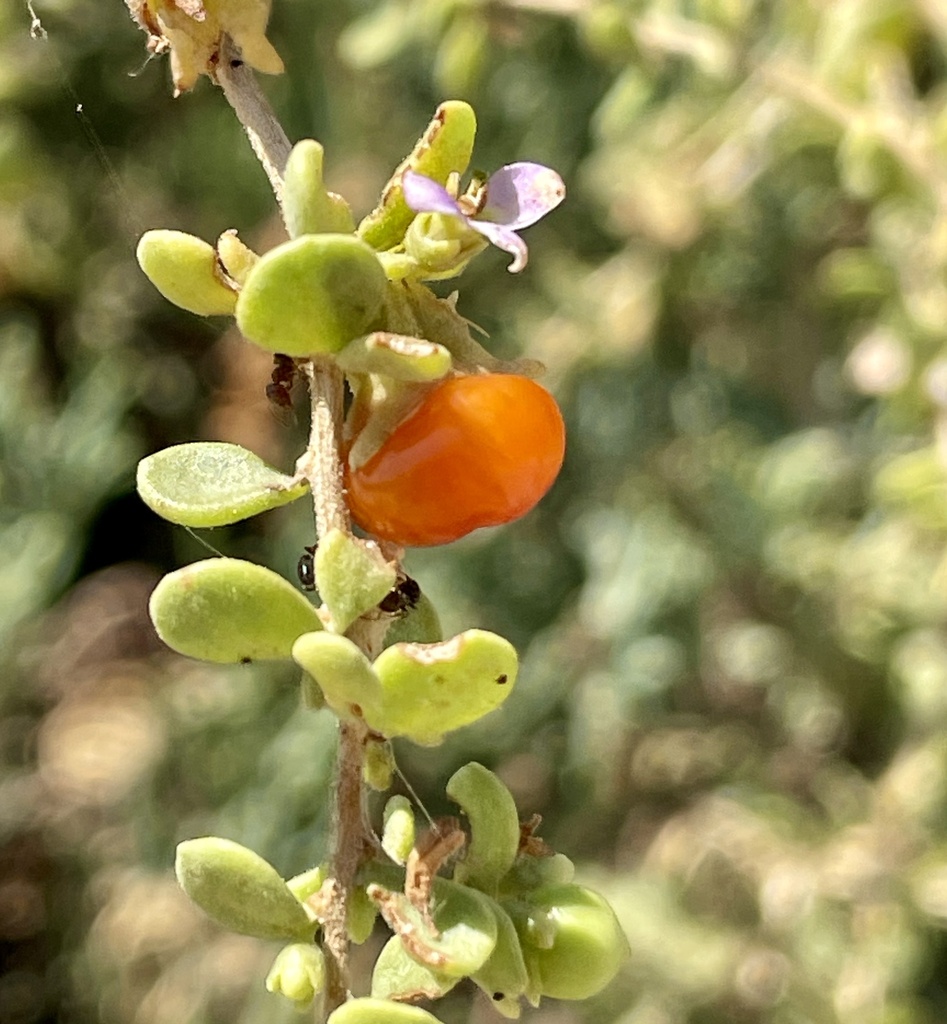 Baja desert-thorn from Loreto, B.C.S., MX on June 30, 2024 at 02:23 PM ...