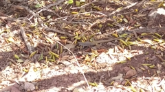 Aspidoscelis scalaris